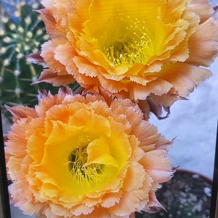 彩草橙黄羽毛侧芽2.5公分左右