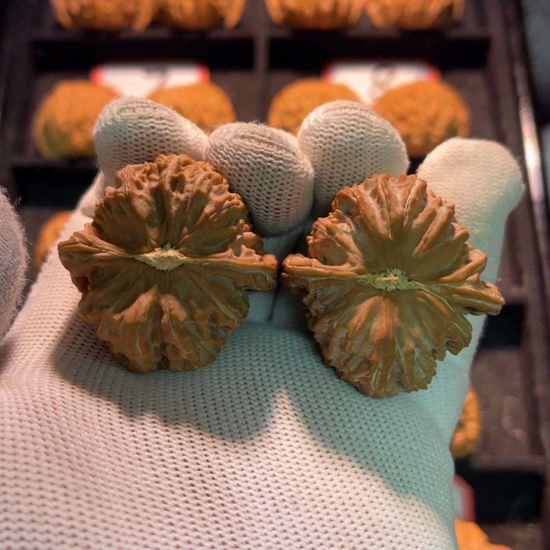 欧****想秦皇岛山地果全品—02