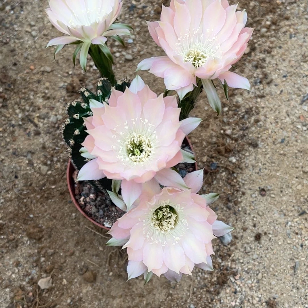 d****b实生黑金刚仙人球