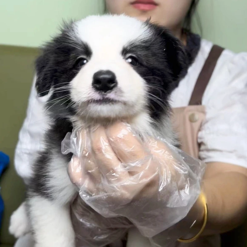 （实拍）海豹黑白边牧狗狗 妹妹 202-8