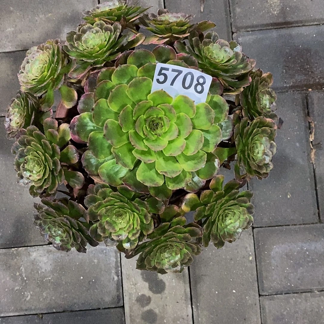 三***器5708黑金刚55555555