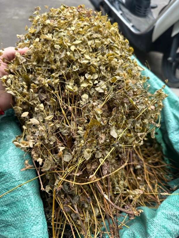 穿心草 中药材 穿钱草 顶心风 狮子草 串钱草