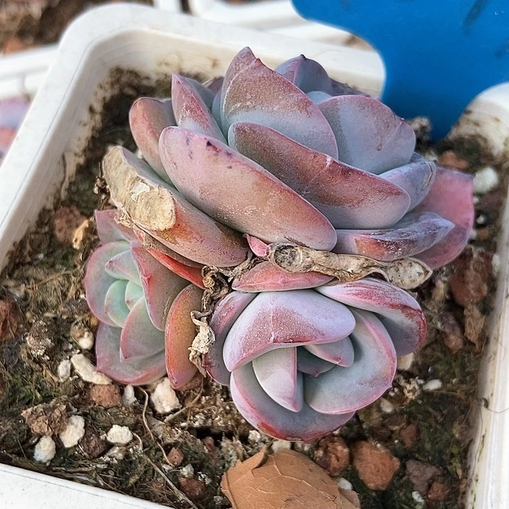 多肉植物布鲁兰1019