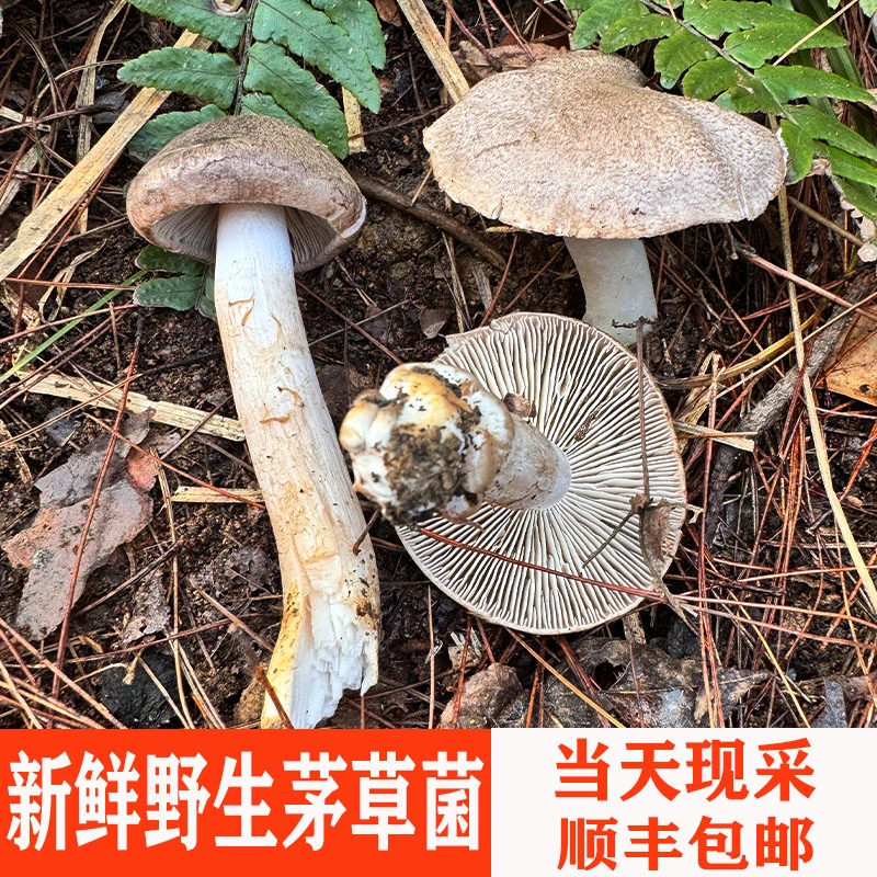 当季贵州野生菌新鲜茅草菌现采小灰蘑菇棕灰口蘑冬鸡枞菌毛草菌菇