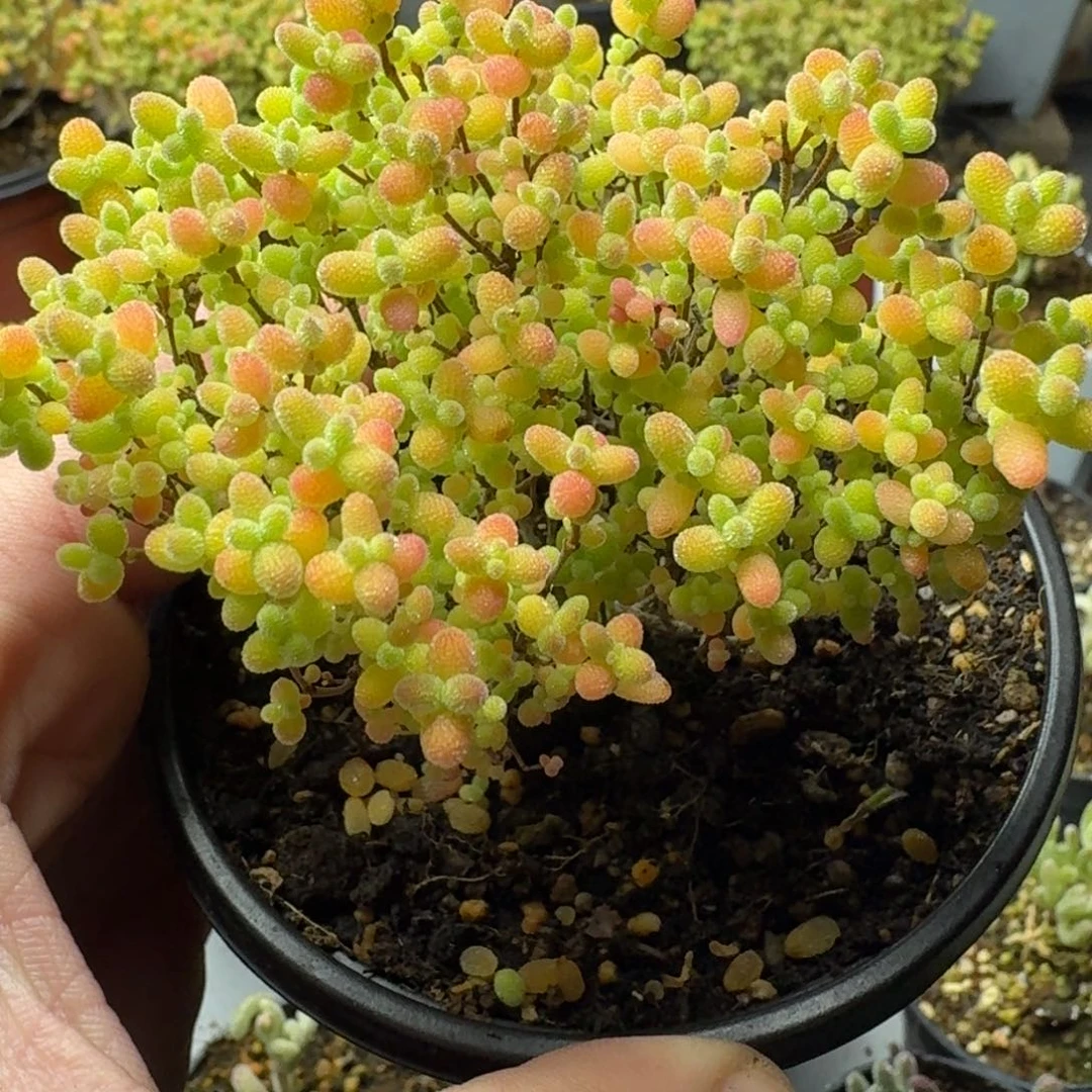 蜜橘 多肉植物枝干