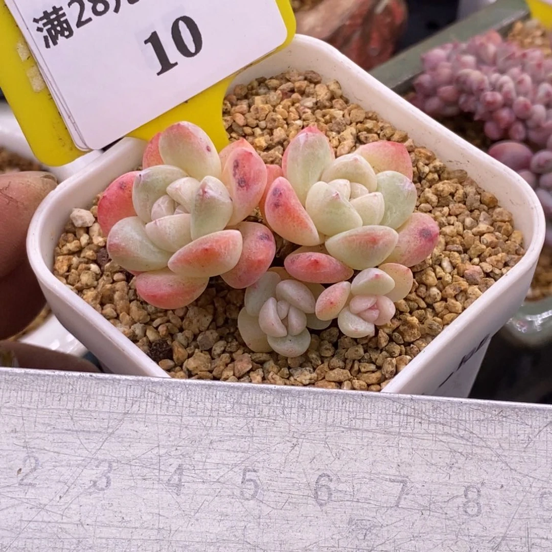 910胭脂冰玉4头群多肉