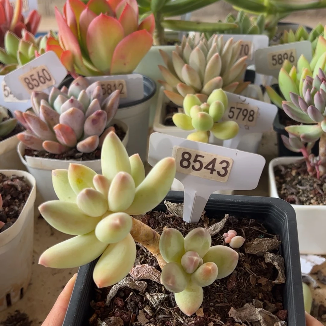 【闪购商品】松果。8543。111111-