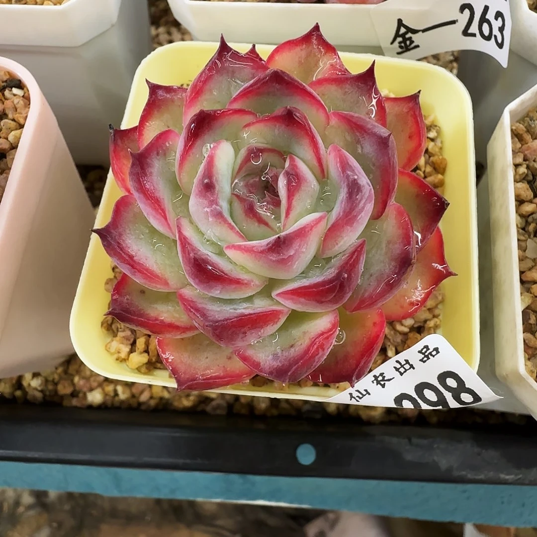 荷花，298，仙农出品仙农出品