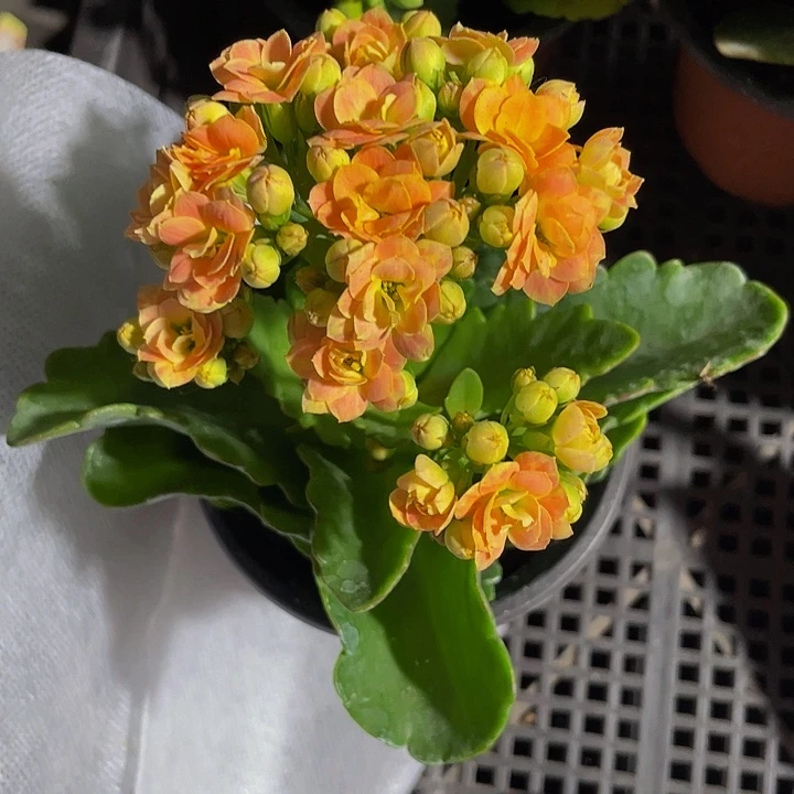 橘长寿花5.8带哦土发