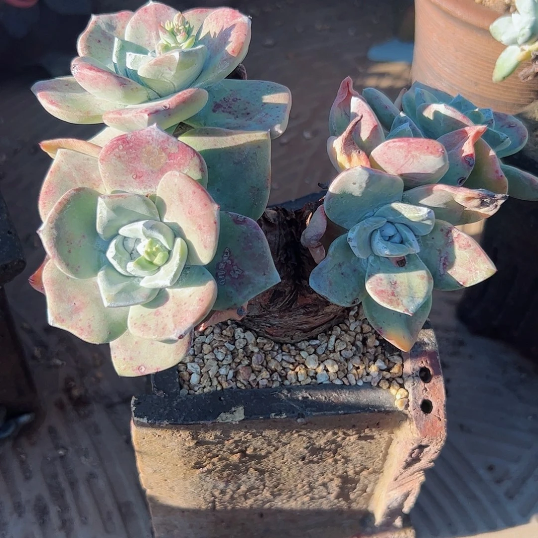 Ｈ***ｇ3094贝拉仙女杯多肉