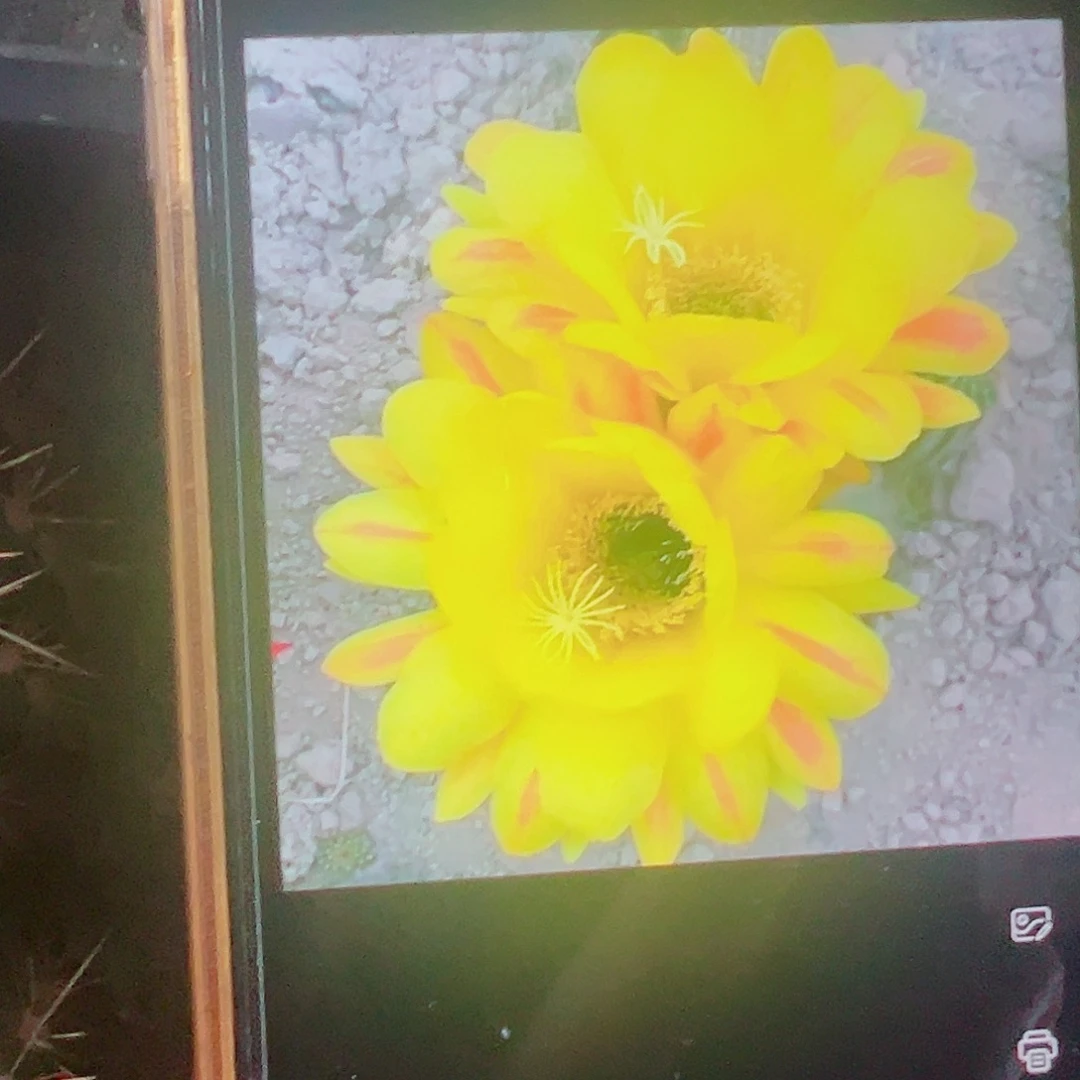 毛花柱 残阳侧芽 满20包邮