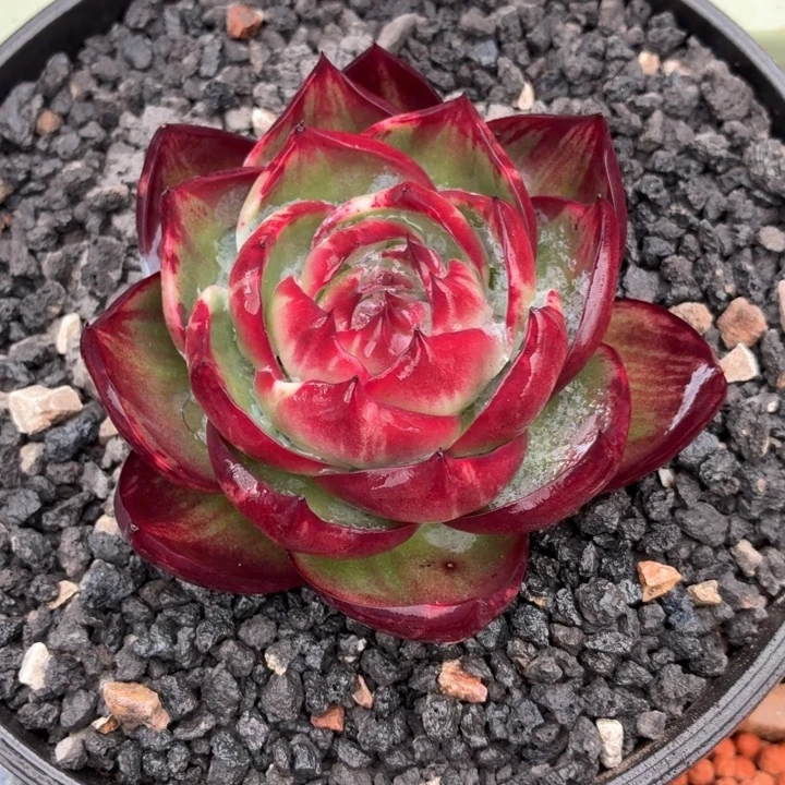 多肉植物惊鸿仙子