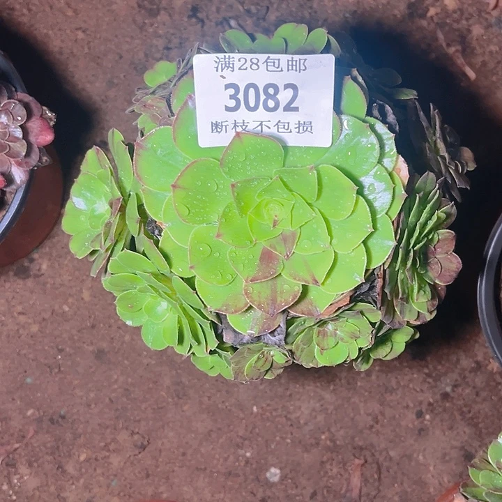 3082花月夜多肉植物
