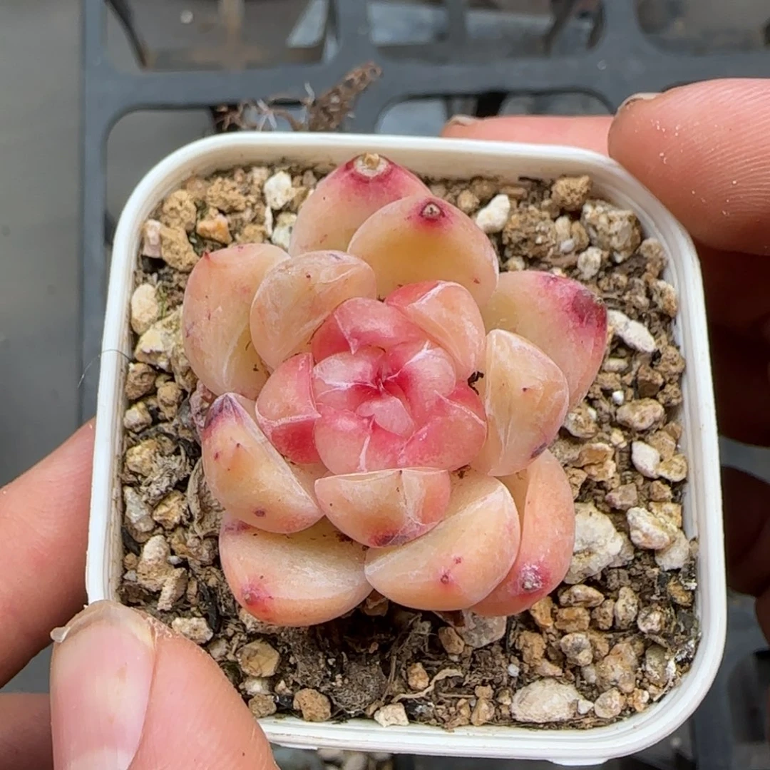 一物一拍砖石珍妮16079