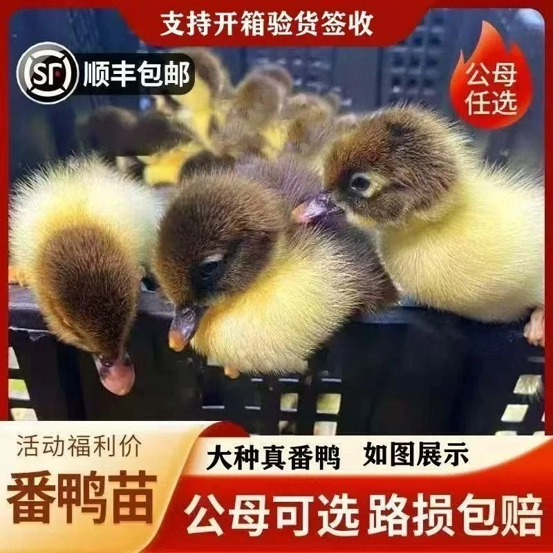 多种品种宠物鸭苗如黑番鸭白番鸭红头番鸭等活体发货包邮到家