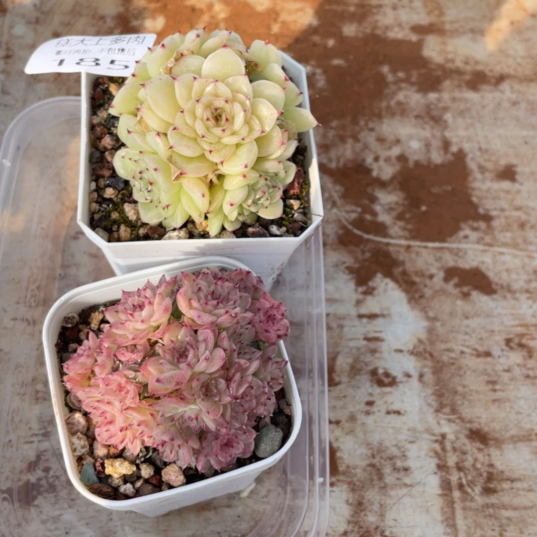 ****丁糕大上多肉植物185