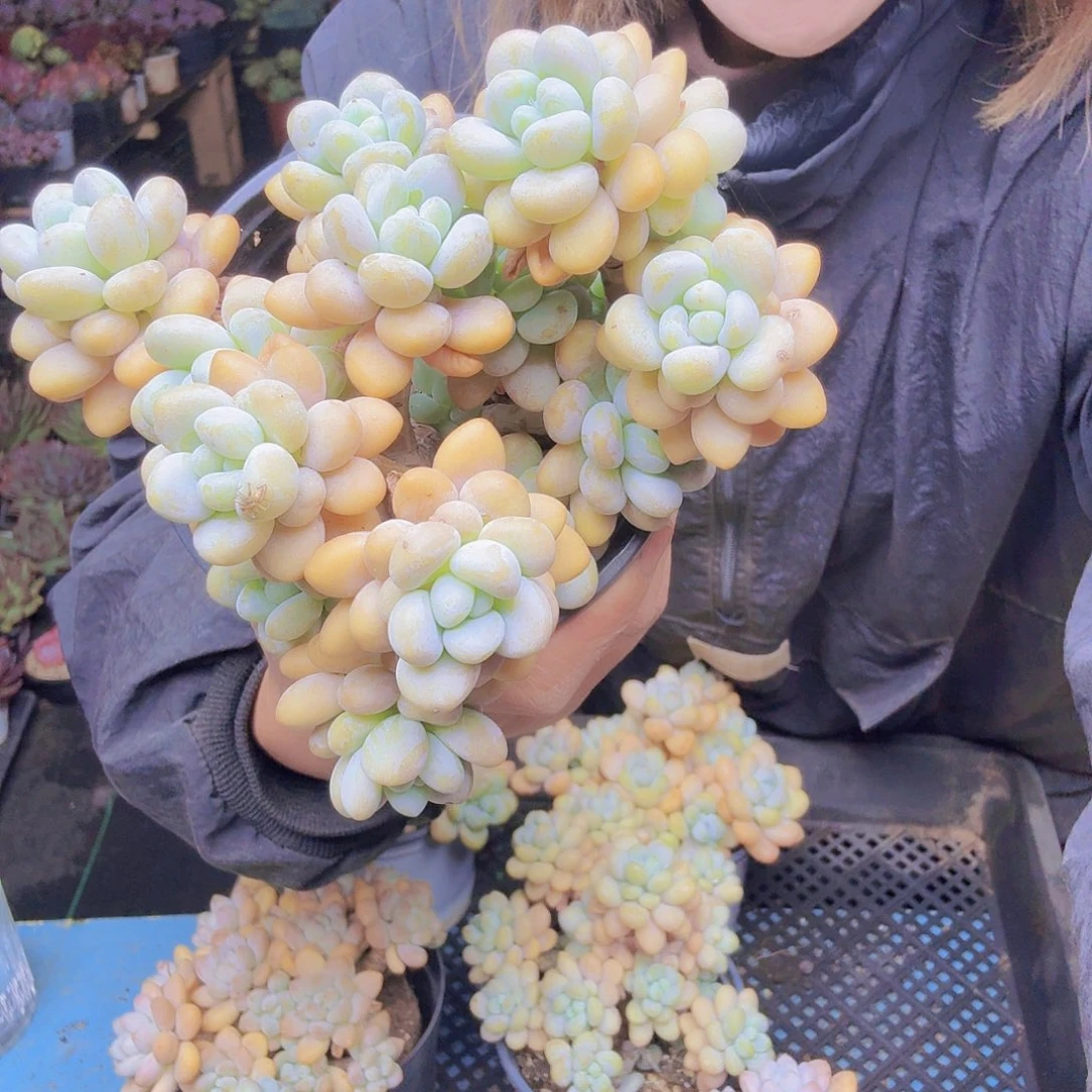 小***娘17洛神一物一拍一物