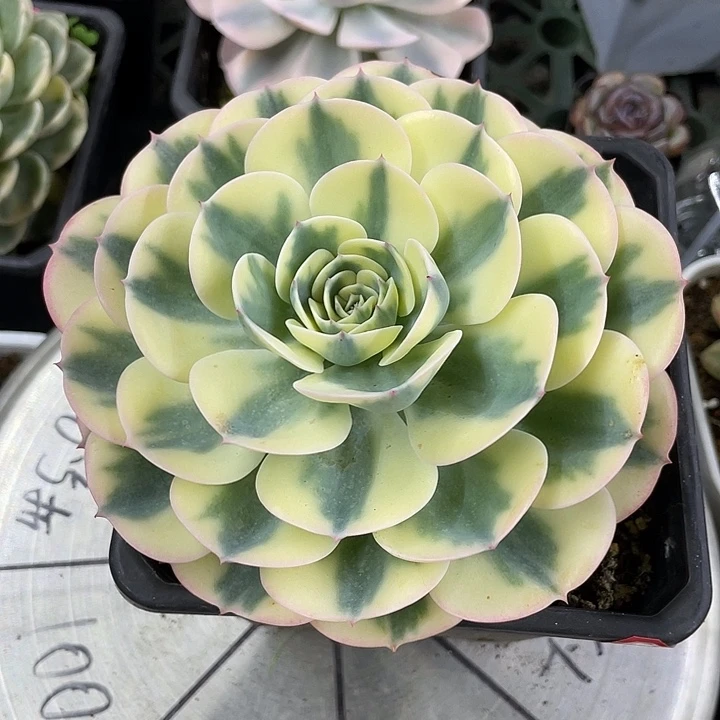 玉蝶锦一物一拍锦龙