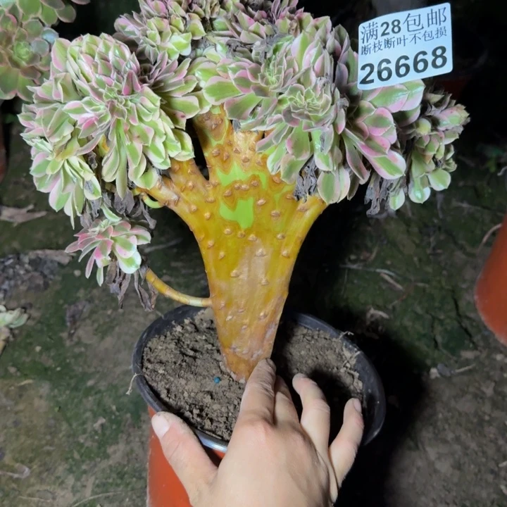 26668南缀化不包断枝