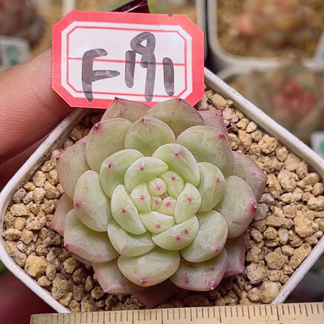 F191一物一拍 寒绯