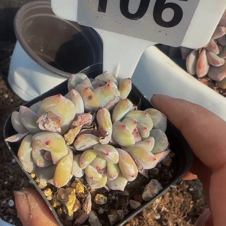 106下播福利多肉