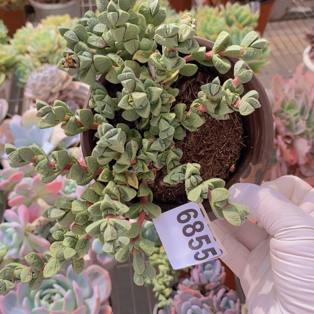 6855鹿角海棠一物一拍