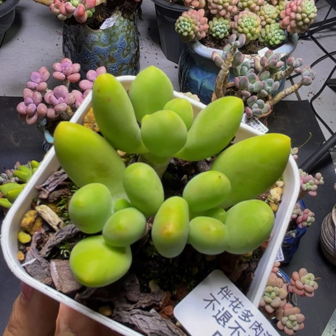 芒果奶酪485/7cm多肉