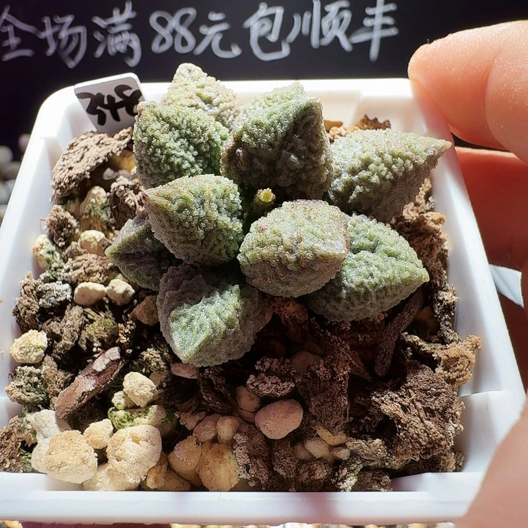 实生水泡，带盆发货，满88包顺丰