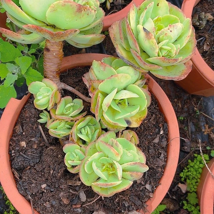 多肉植物。。。。。。。。。。。。。。。