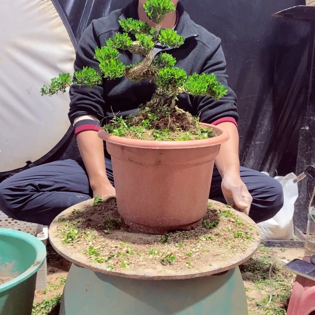 无花朵用****4广东皱皮雀舌黄杨