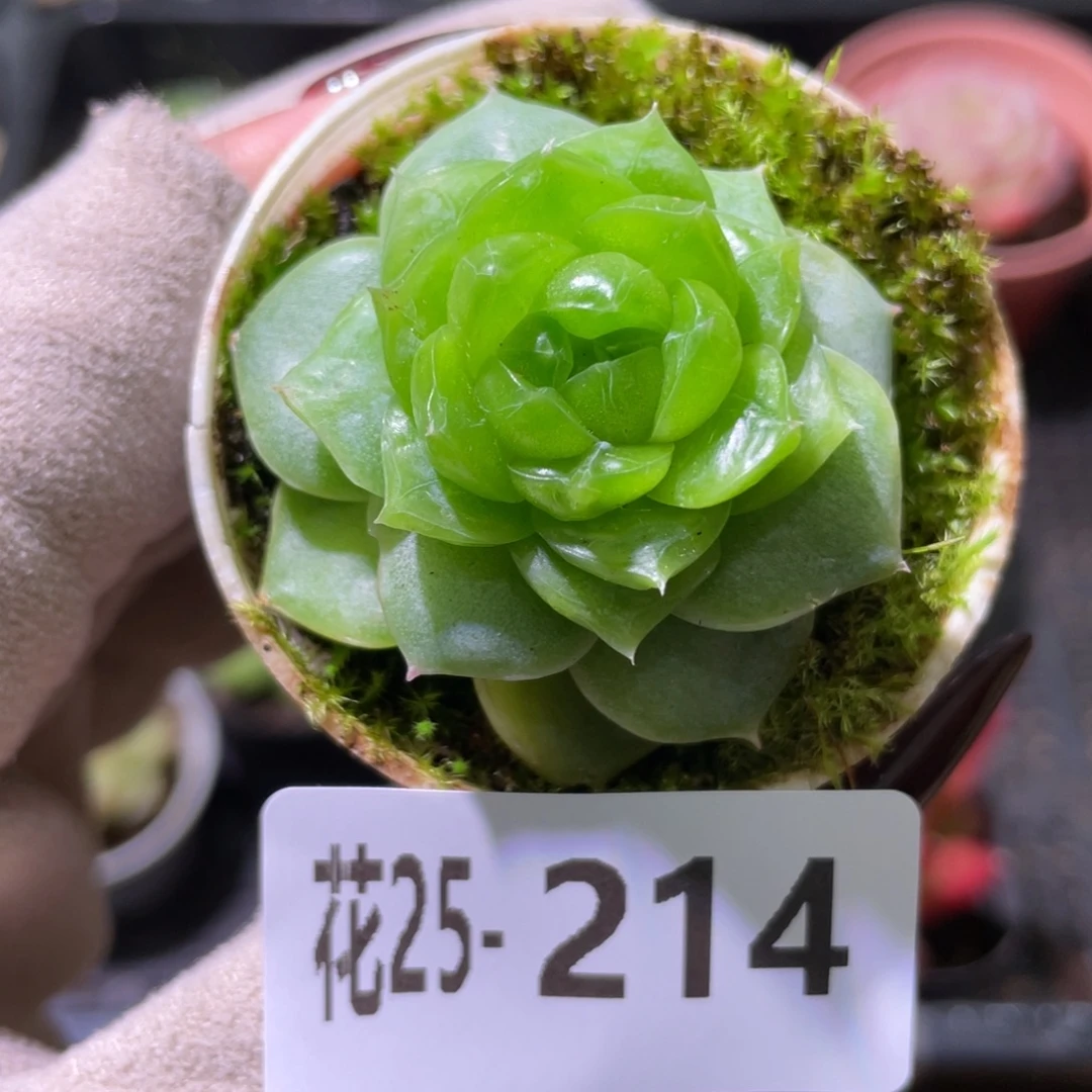 花利美25-214新品缀化