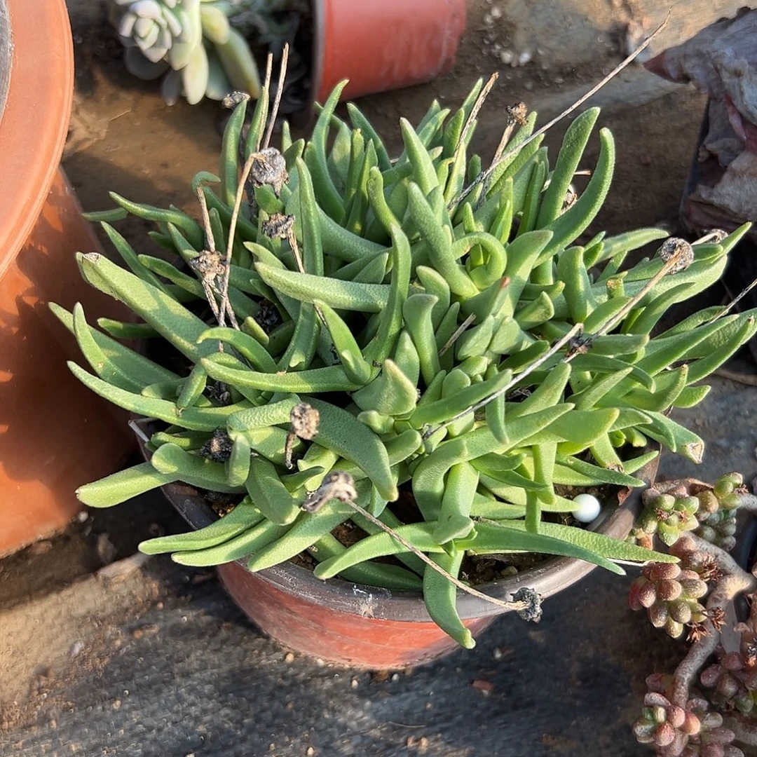 多肉植物黄花奔龙