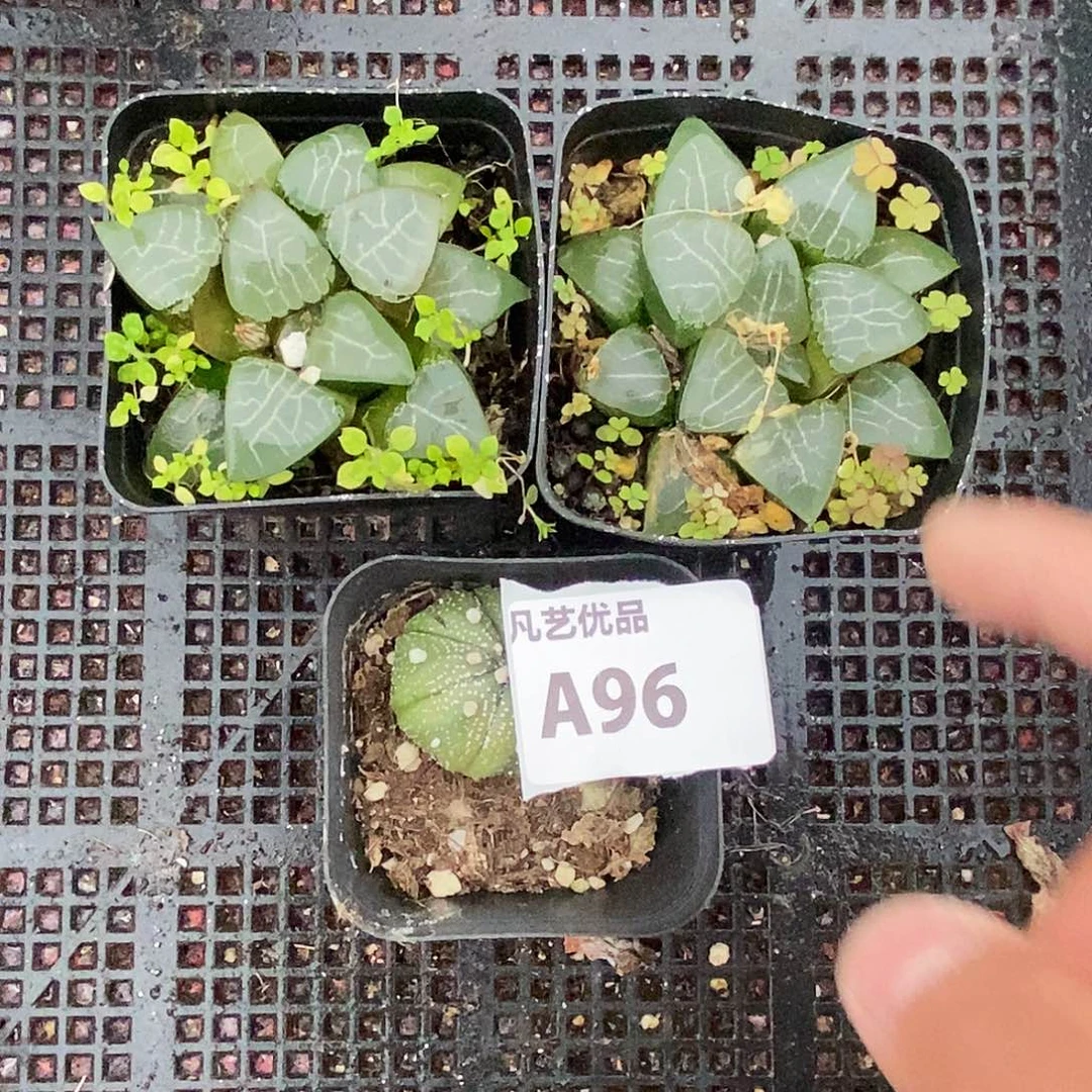 A96精品多肉一物一拍
