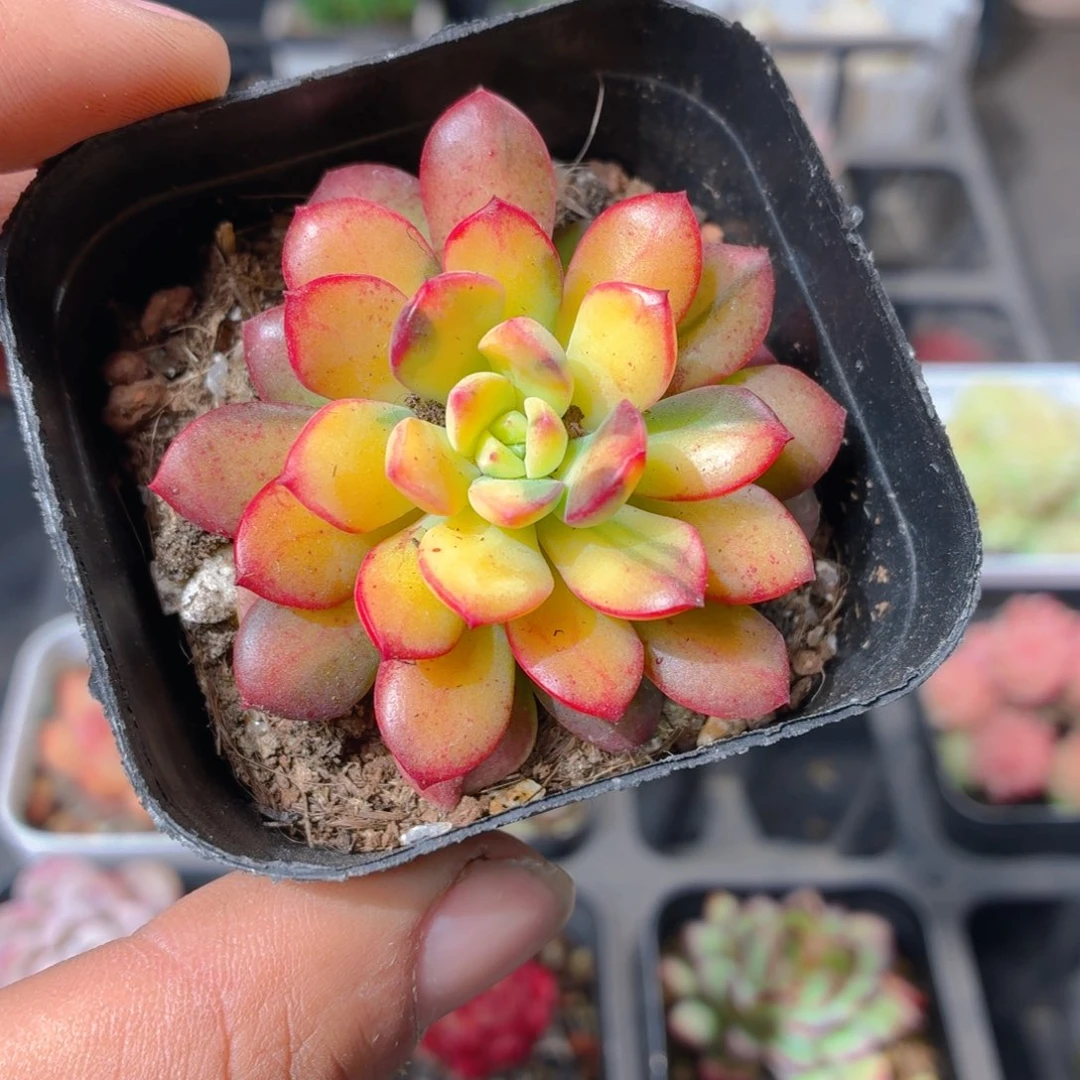 叮当锦多肉9.9包邮发货