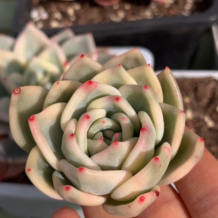 伊丽莎白锦锦上园艺一物一拍