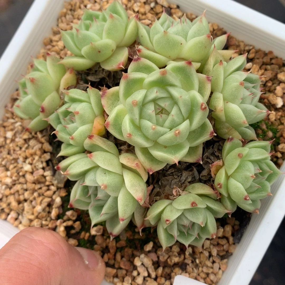 0630-292 珍妮麦杆
