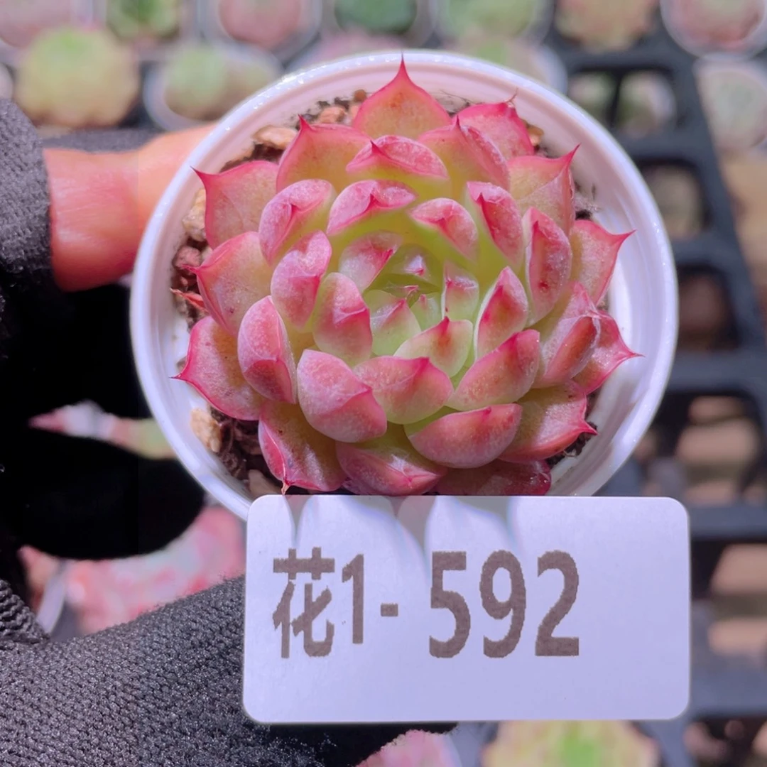 花利美1-592海王