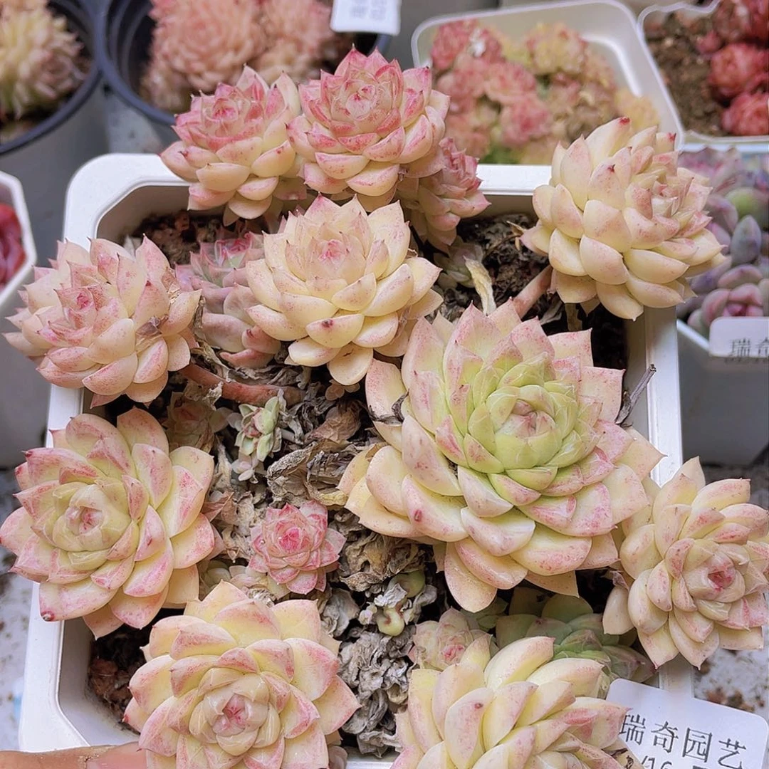 0000000000053一物一拍