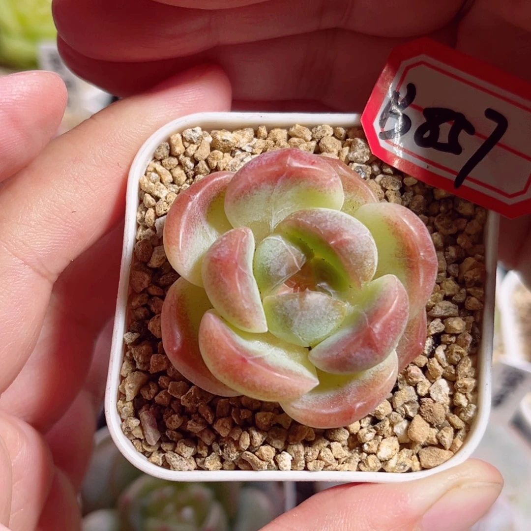 B857 一物一拍 精选珍妮