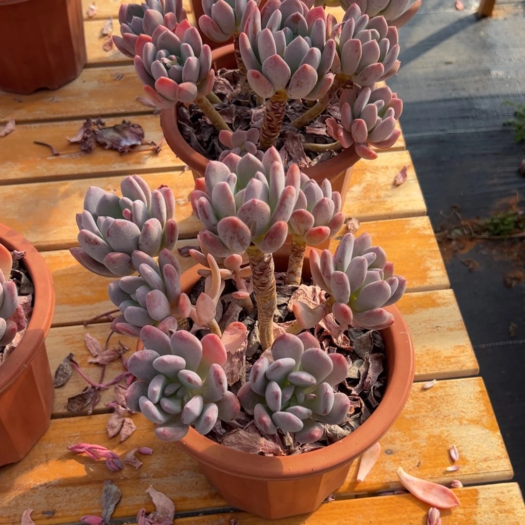 多肉多头灰姑娘【非偏远满18包邮】