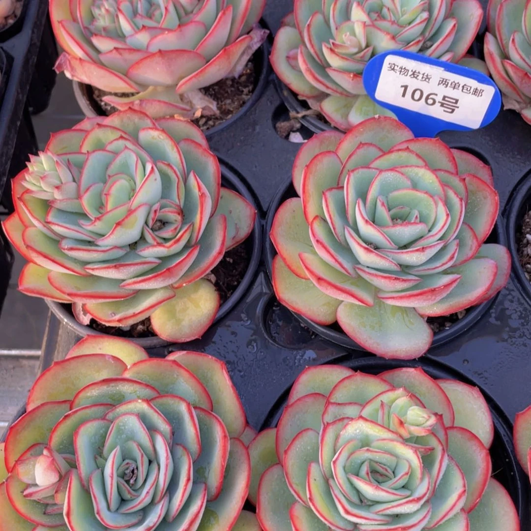 106号 宽叶大单头牡丹亭一个