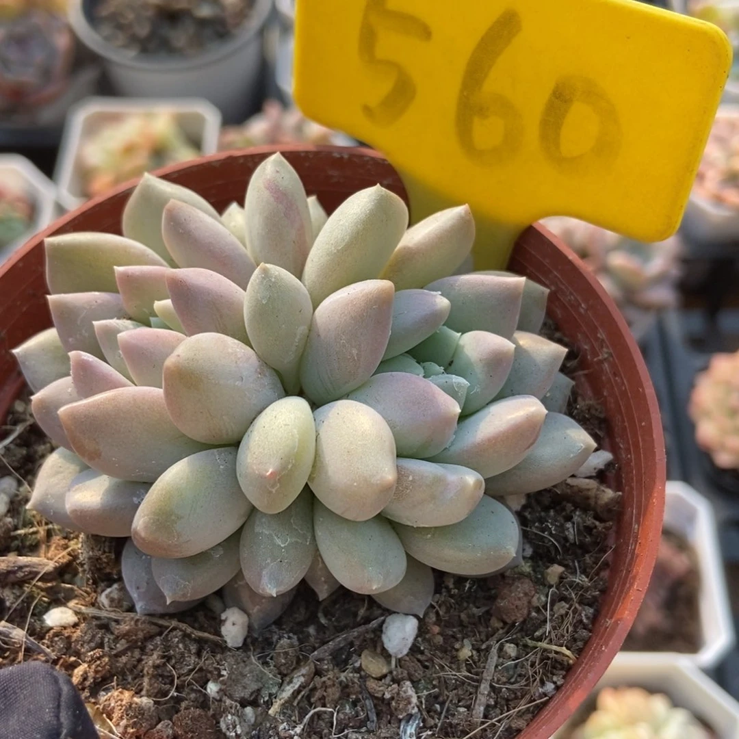 560牛奶糖多肉植物