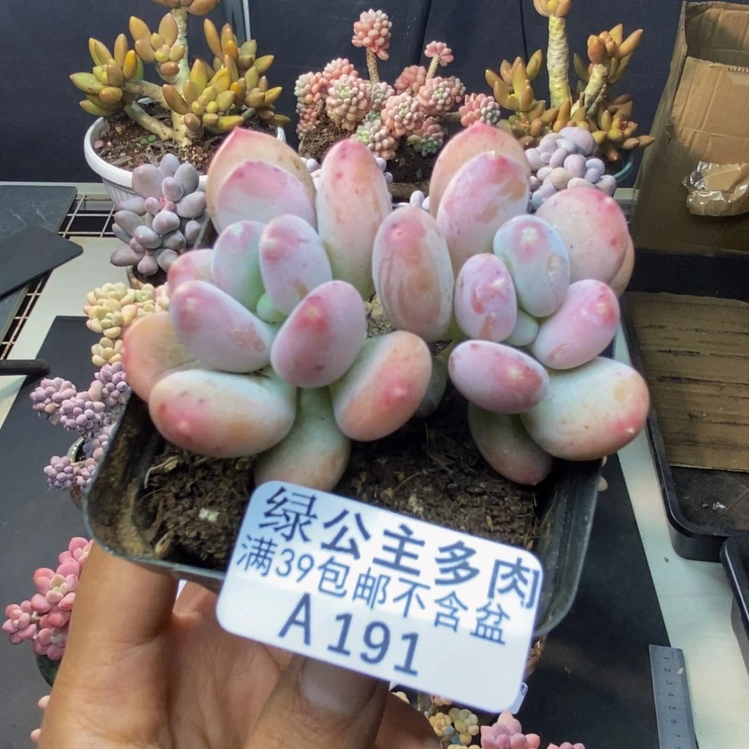 191稻田姬多肉5c m