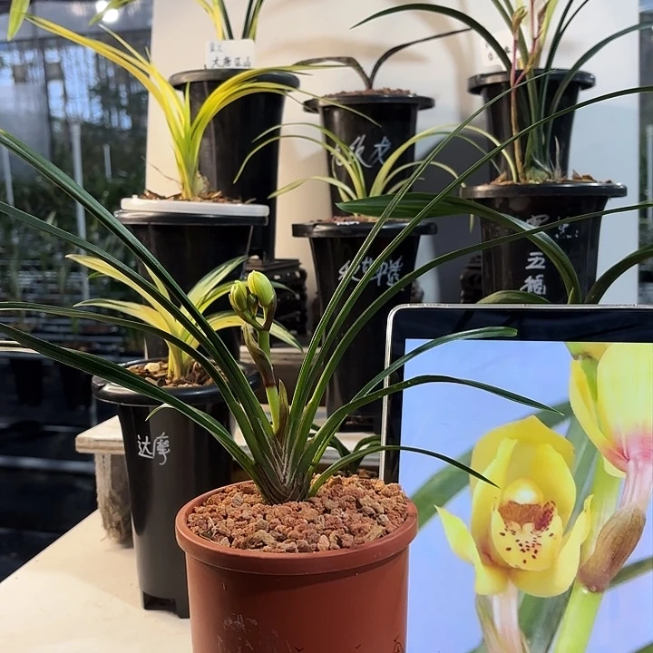 完全开放秋芝，原盆发货