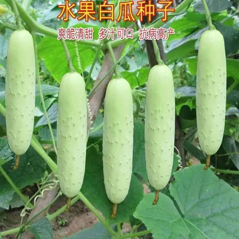 奶油黄瓜吇春夏秋播白玉黄瓜多汁四季水果黄瓜蔬菜四季种植阳台栽