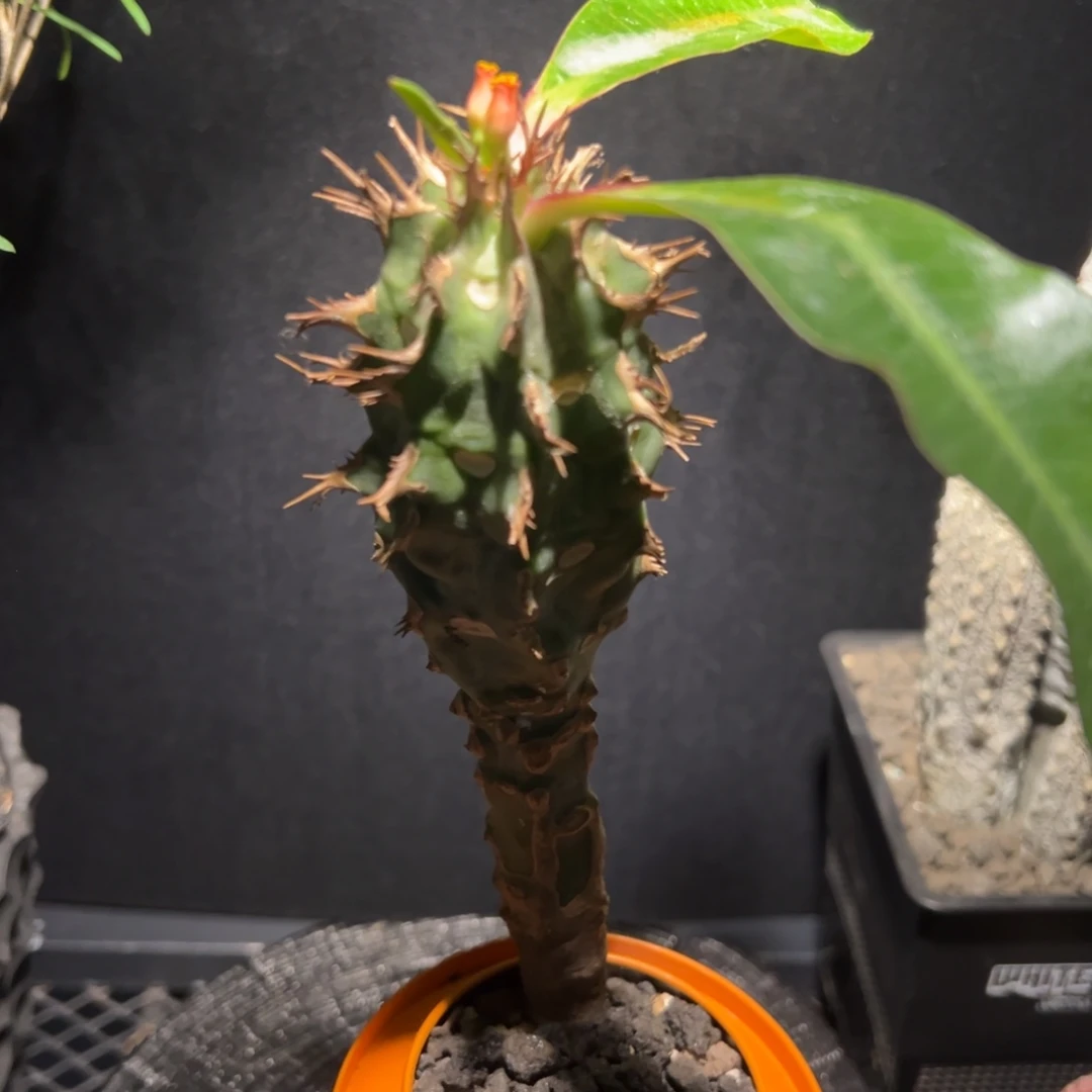 A21马上开花喷火龙一物一拍