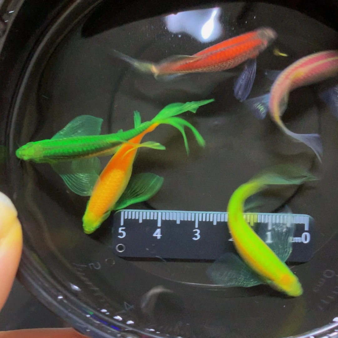 斑马鱼大号蝶翼斑马混搭5条（4-5厘米）