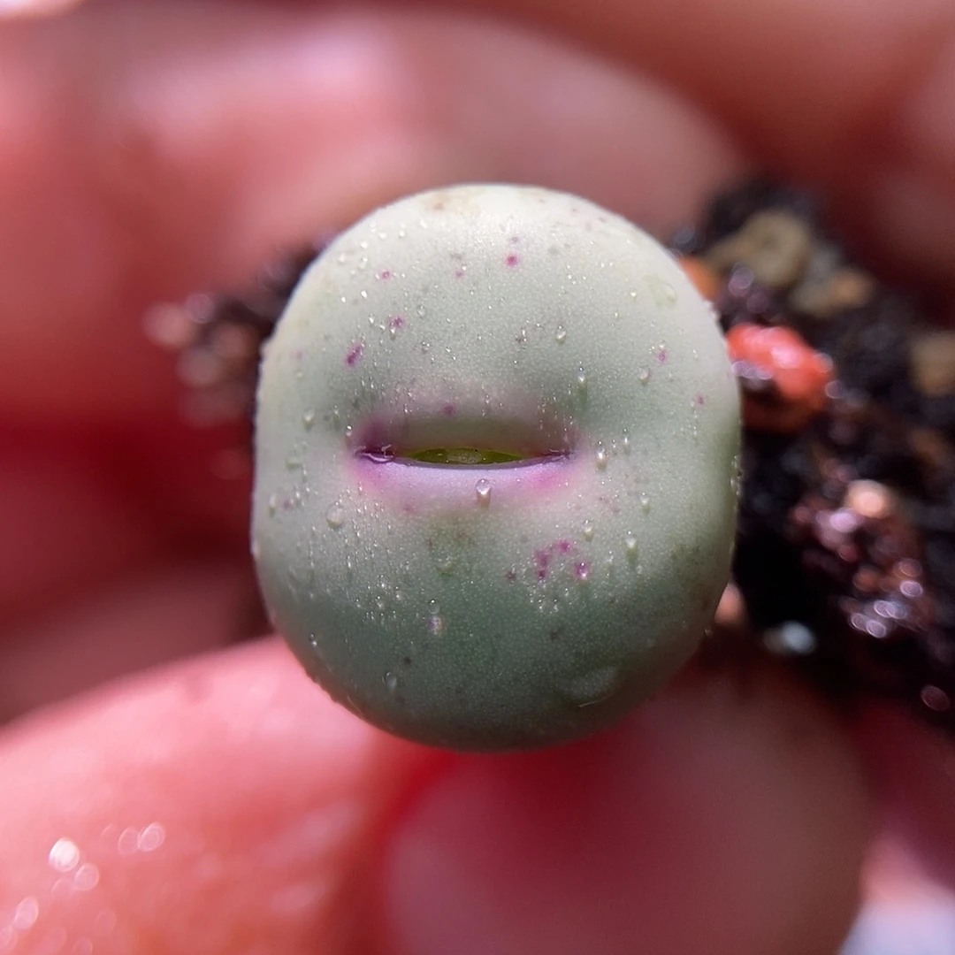 杂交嘴一颗尺寸1.5开花株包邮