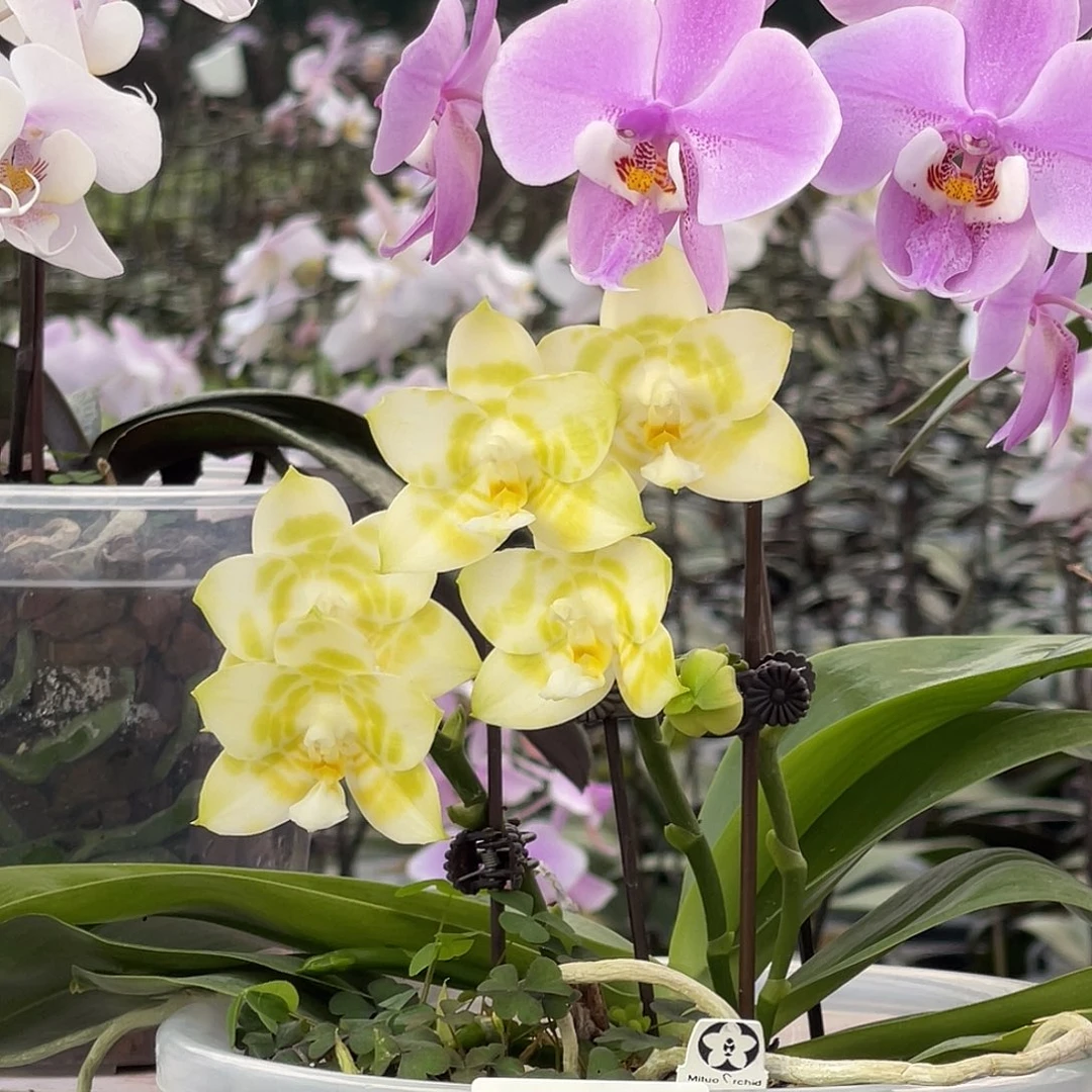 大量花朵（建议范围：8朵-15朵 或40%以上）编号1076绿虎