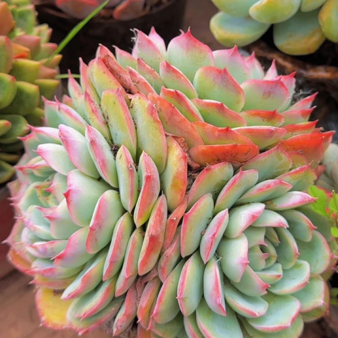 多肉植物侧影大三头（多样性发 绿植.花卉.盆栽.精品多肉 花草